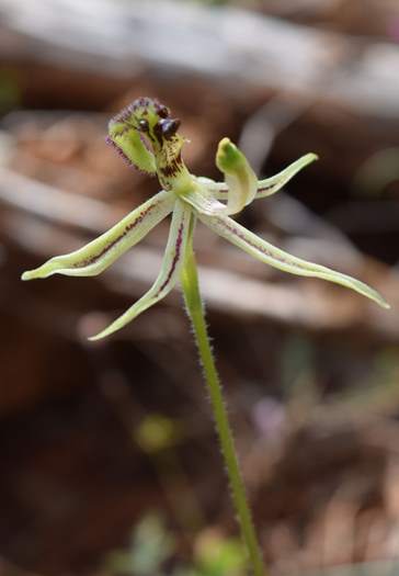 Caladenia barbarossa - Dragon Orchid - Orchid-dragon2-Latham-Sep-2018p0002.JPG